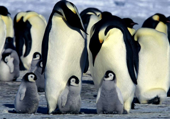 南极皇帝企鹅可能本世纪末绝种。AP图片