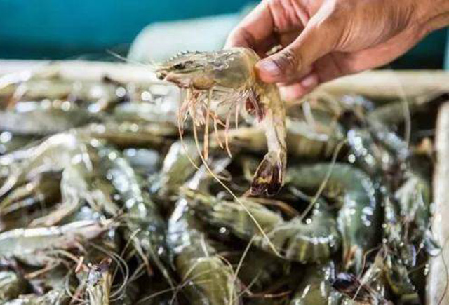 厄瓜多爾進口凍蝦再驗出病毒。 網圖