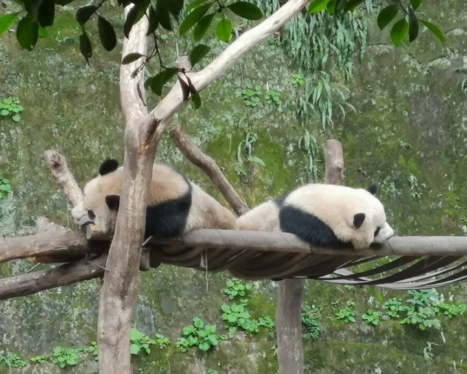 內地擬贈一對重慶動物園的熊貓予高雄。網圖