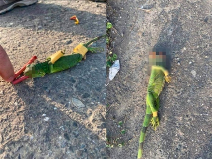 有人將鞭炮塞入綠鬣蜥嘴裡後被活活炸死 。爆料公社fb