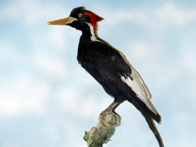 美国宣布象牙喙啄木鸟等23个物种为绝种生物。网图