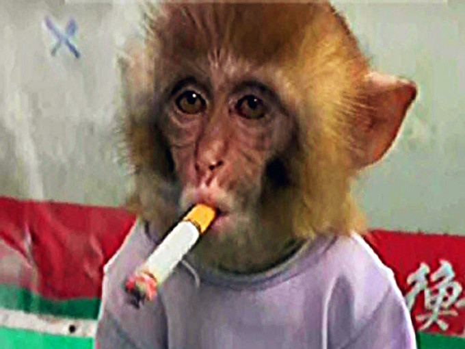 動物園發布幼猴抽煙影片挨轟，園方辯稱擺拍。