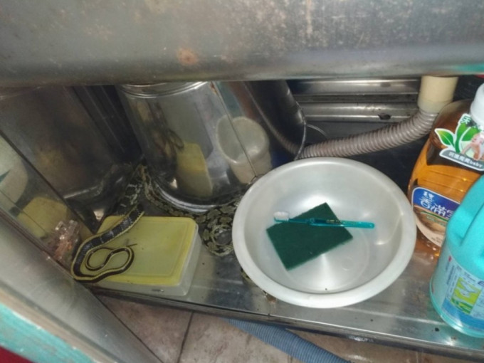 蛇匿在洗碗盘下面。