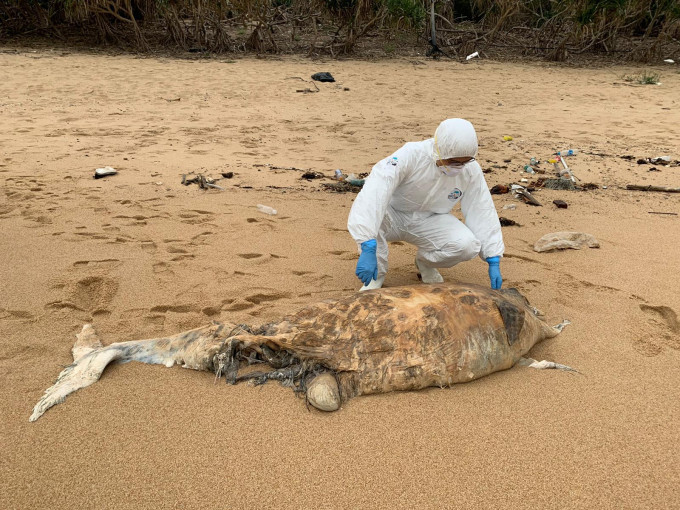 搁浅的中华白海豚尸体属严重腐烂。香港海洋公园保育基金图片
