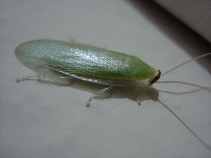 古巴綠蠊 Panchlora nivea。網上圖片