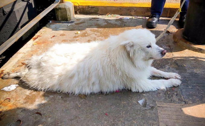 銀狐犬「小白」不幸遇害。資料圖片