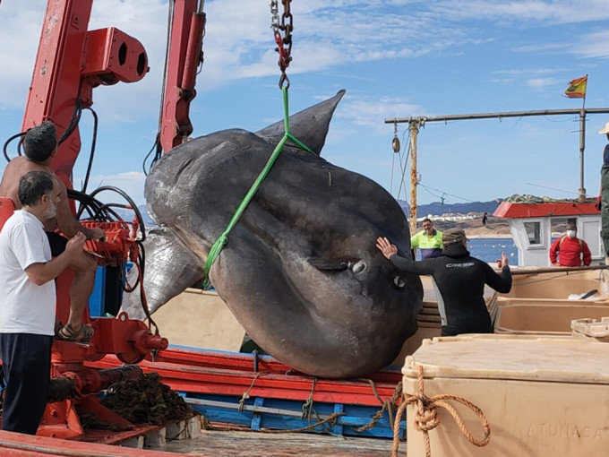 北非海域罕見2噸重翻車魚，需出動兩台起重機吊起。網圖