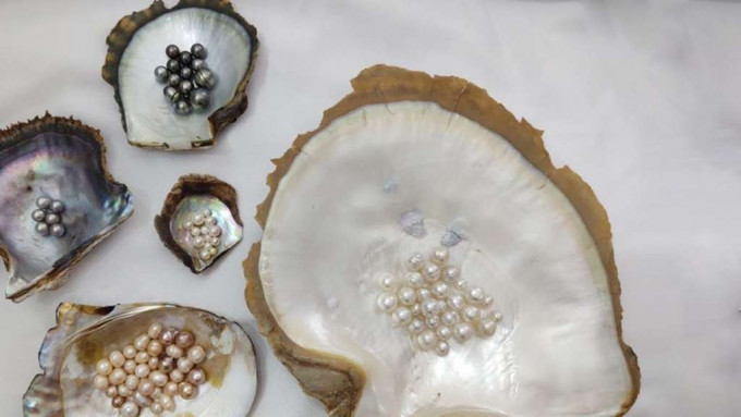 GIA早于在1949年已开始为珍珠进行专业鉴定。