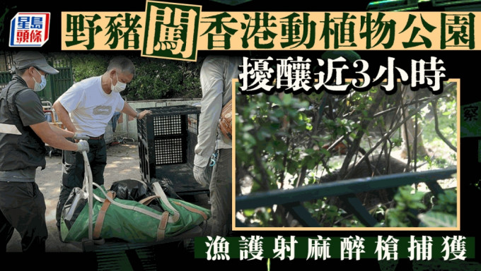 野猪闯香港动植物公园 警方渔护施麻醉枪捕获
