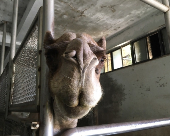 台北市立動物園有駱駝咬傷飼養員。網圖