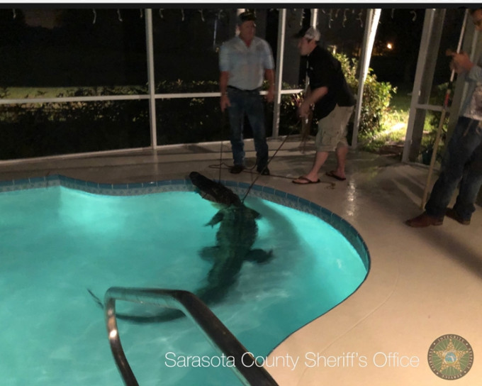 鳄鱼最终仍被绳索制服。Sarasota Sheriff Twitter图片