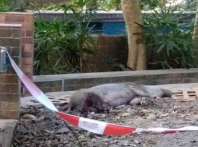 石排灣今早發現野豬屍體。