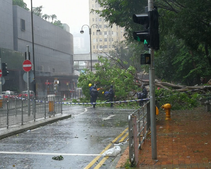 大树塌下倒在其中一条行车线上。