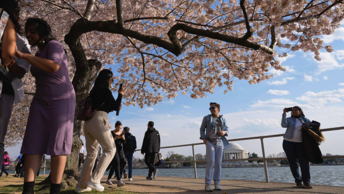 遊客以傑佛遜紀念堂為背景與美國櫻花合照。 美聯社