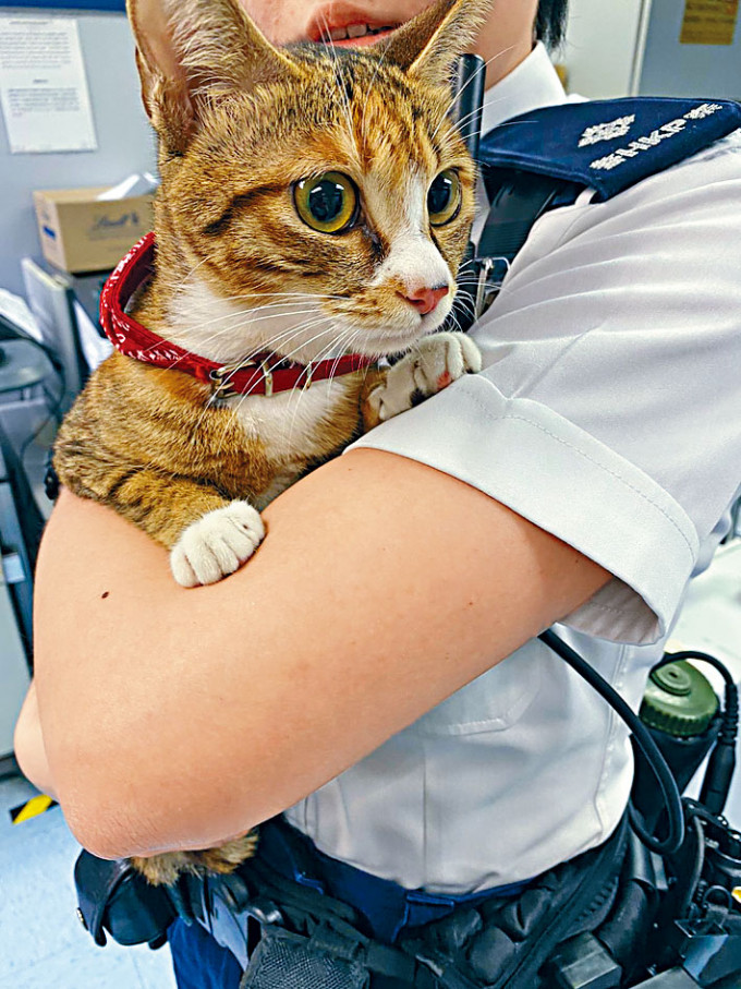 貓店長獲救，由女警官撫慰情緒。