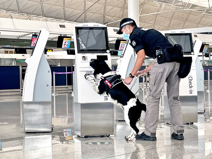機場保安犬示範檢查及嗅探爆炸品。王詩穎攝