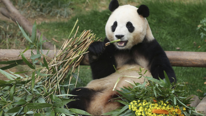 韩国京畿道龙仁市的爱宝乐园大熊猫「福宝」，现已返回中国。(新华社)