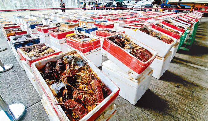 ■中港偵破三宗走私龍蝦案，檢獲五千三百公斤澳洲龍蝦。