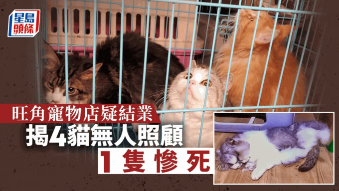 旺角寵物店疑結業，揭4貓無人照顧，1隻慘死。
