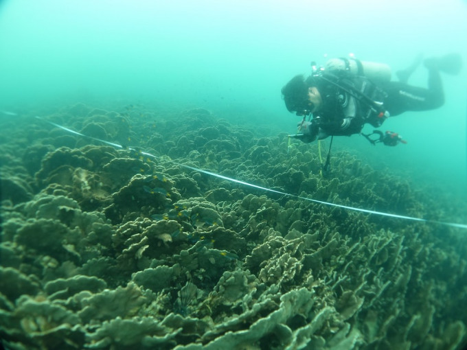 珊瑚礁普查员进行珊瑚调查。政府新闻处图片