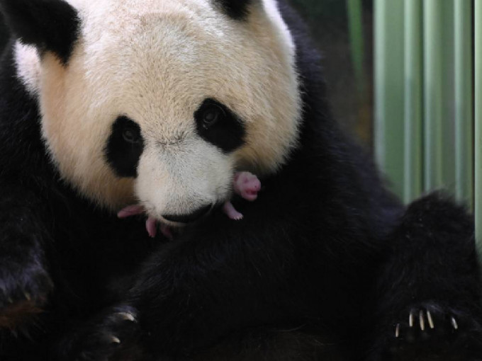 在法国的中国雌性大熊猫「欢欢」2日淩晨顺利产下双胞胎。新华社图片