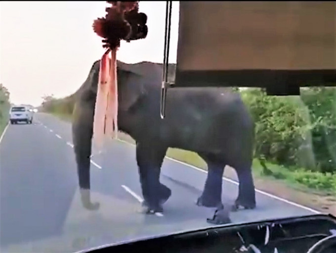 印度一只大象拦路为抢夺食物。影片截图