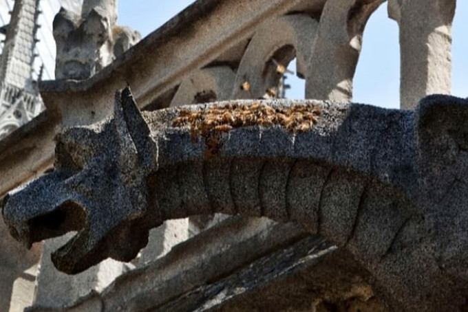 飼養在聖母院旁屋頂的20萬隻蜜蜂絲毫無損。　beeopic IG圖片