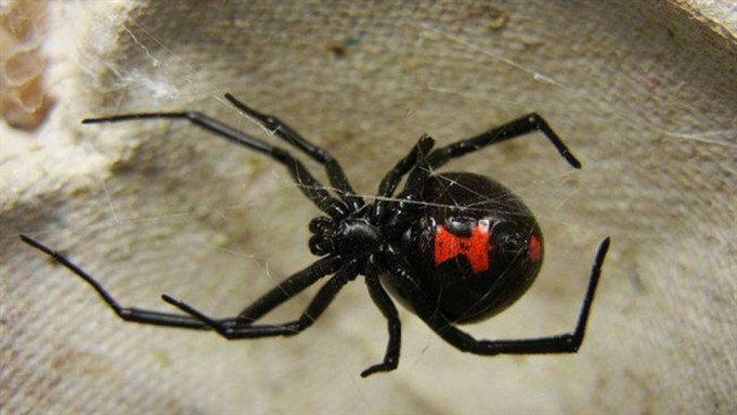「黑寡妇」蜘蛛。 网图