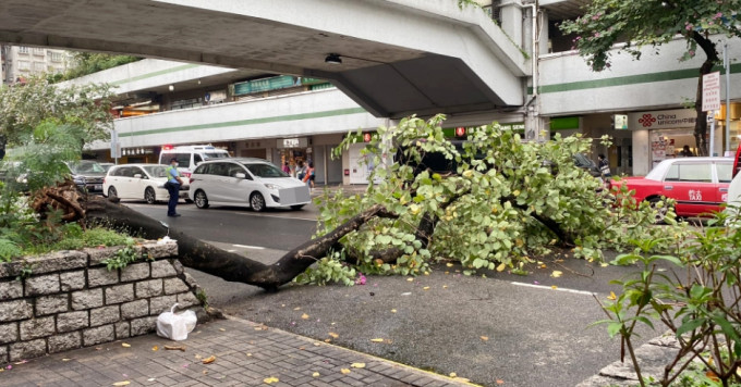 大埔洋紫荊樹倒塌。香港突發事故報料區圖片