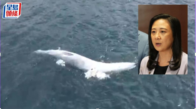  葛珮帆去信謝展寰，就西貢鯨魚死亡事件，促政府加強市民的保育意識。