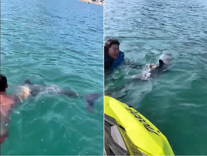 近日有海豚出没,泳客兴奋触摸。影片截图