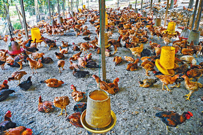 馬來西亞彭亨州一個雞場。