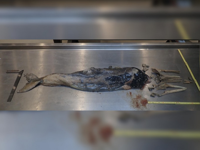 搁浅的中华白海豚尸体已经严重腐烂。图:香港海洋公园保育基金
