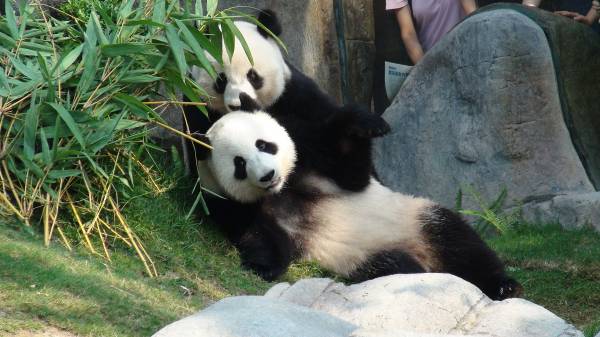 海洋公园大熊猫盈盈、乐乐。