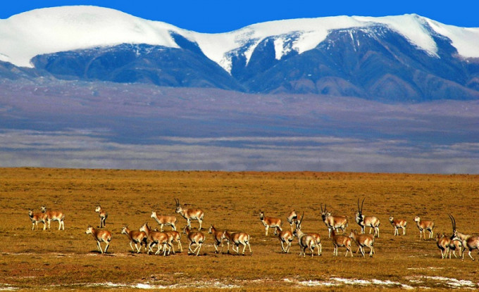 青海可可西里位于青藏高原的东北部，区域内拥有青藏高原上最密集的湖泊，是濒危野生动物藏羚羊种群的主要产犊地。