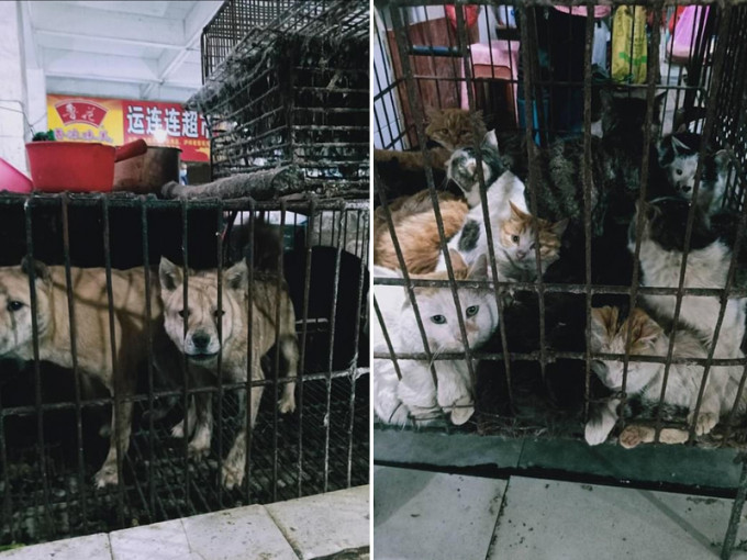 桂林野味市場發現仍有店舖出售動物，衛生情況惡劣，籠內是受驚的小貓和小狗。(網圖)