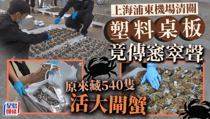 上海浦東機場海關發現被申報為桌板的540隻大閘蟹。