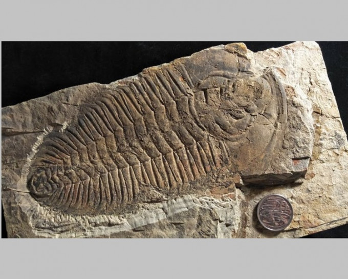 澳洲境內發現的最大寒武紀三葉蟲化石。