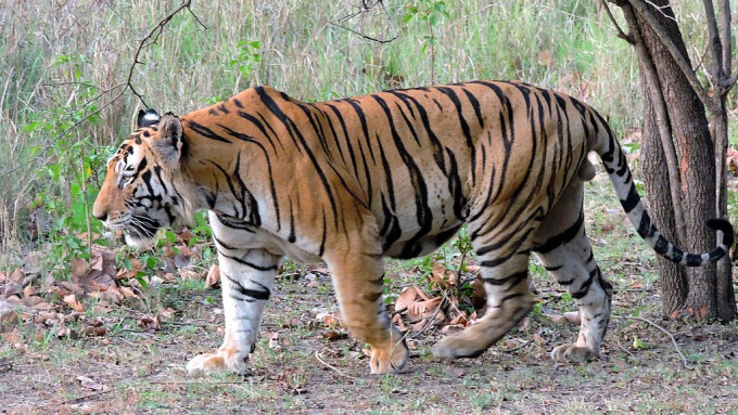 印度全国目前有近3,000只老虎。资料图片