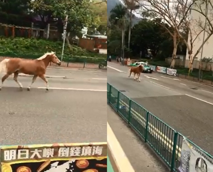 马匹在屯门马路上奔驰，吸引不少人驻足轻铁站围观。影片截图