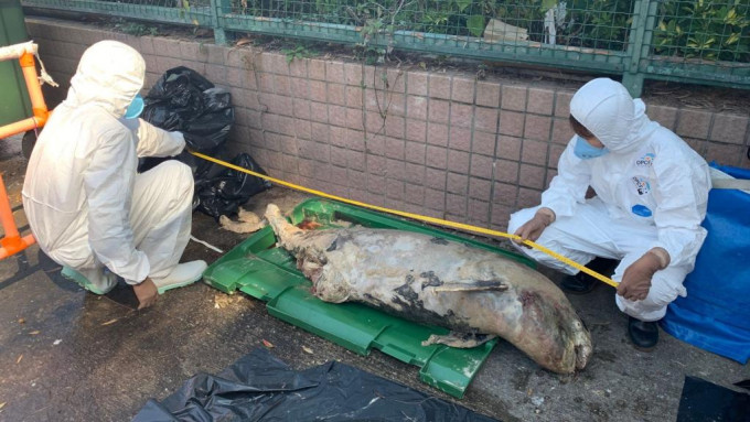 該江豚屍體已嚴重腐爛。圖：香港海洋公園保育基金