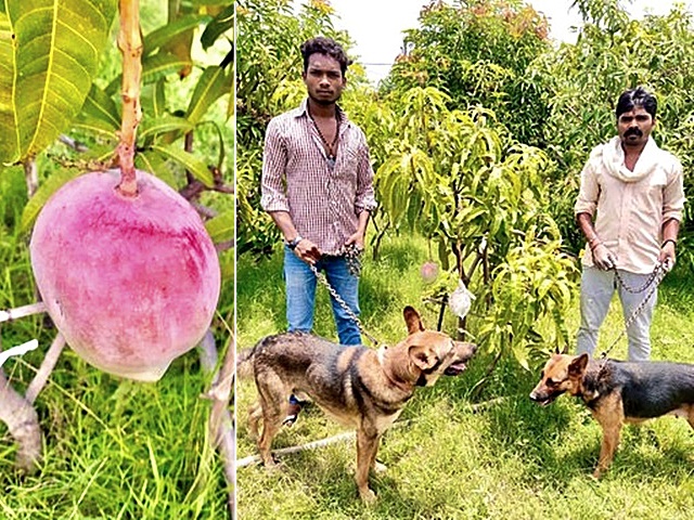 印度農夫聘用3名保安員及9隻狗，24小時守護芒果。網圖