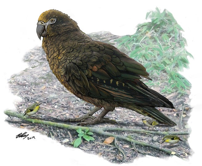 古生物學家把新發現鸚鵡品種稱為「海格力斯」，圖為其還原圖。網上圖片