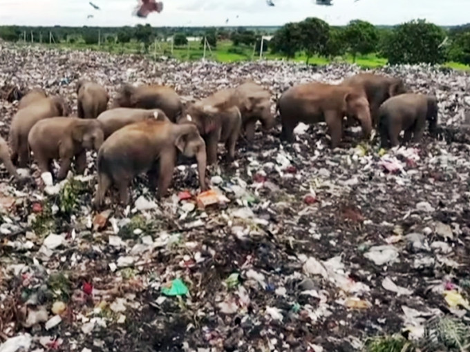斯里兰卡东部Ampara的垃圾堆填区，每日都有数十头饥饿的大象前来觅食。网图