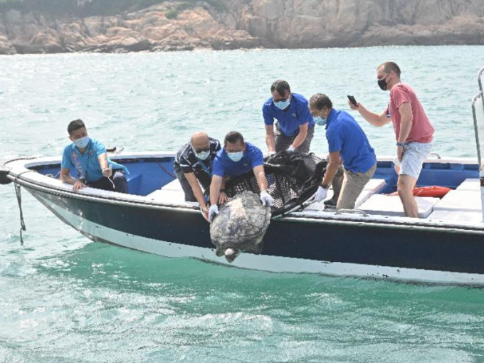 渔护署今日于香港南面水域放流一只绿海龟。政府新闻处图片