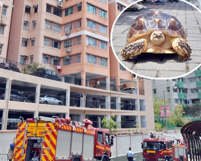 火警期间，有住客带同饲养3年的龟只疏散（小图）。