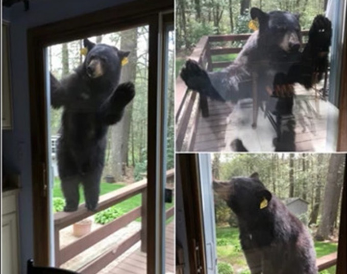 為食黑熊竟拍打民居門窗。