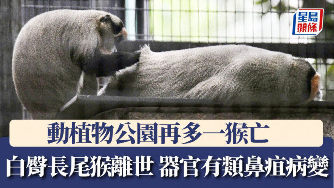 類鼻疽殺猴︱動植物公園再有白臀長尾猴離世 器官有類似病變 累計12猴死