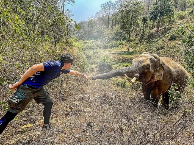 泰國大象認得12年前救命恩人，主動向獸醫伸鼻。(網圖)