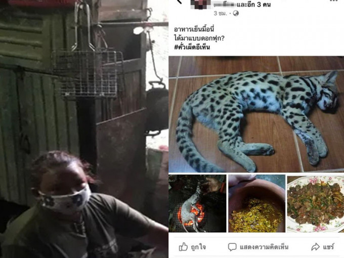 泰女烤豹猫作晚餐，网上炫耀烹调过程，警方已介入调查。(网图)